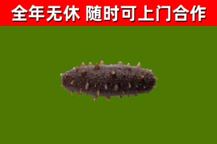 京山回收海参干